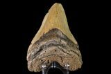Fossil Megalodon Tooth - North Carolina #147770-2